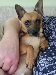 Reunited Male Dog last seen Browder Hollow Rd , Lenoir City, TN 37771