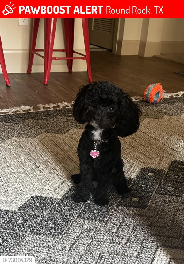 Lost Female Dog last seen Teravista Elementary, Round Rock, TX 78665