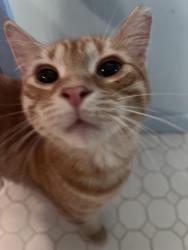 Lost Female Cat last seen Grange hall rd, Holly, MI 48442