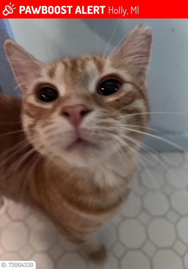 Lost Female Cat last seen Grange hall rd, Holly, MI 48442