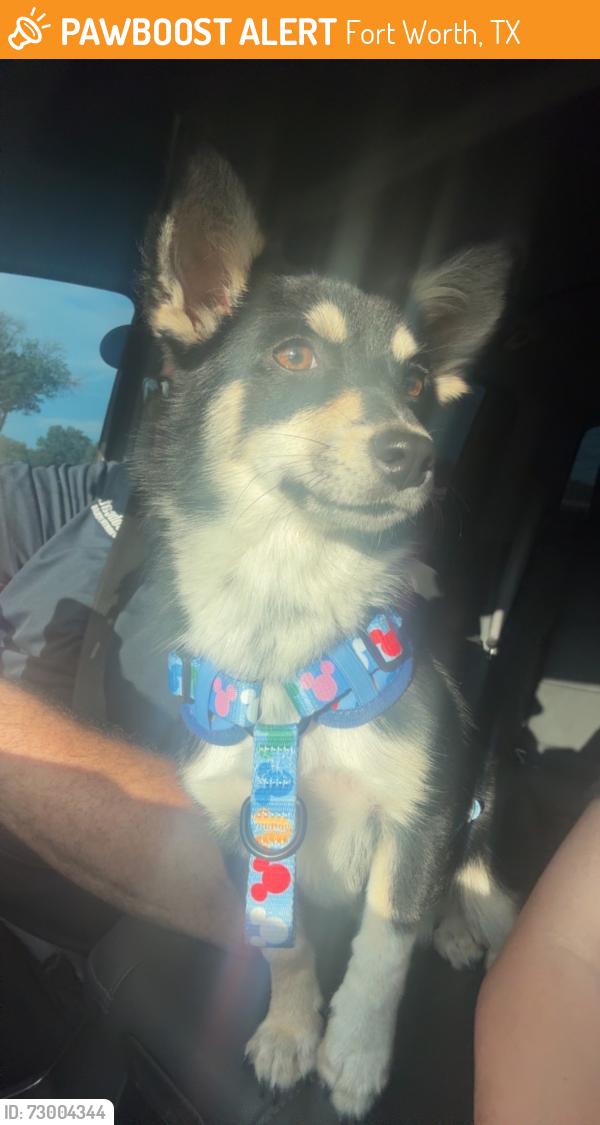 Found/Stray Female Dog last seen Skyline Dr, Fort Worth, TX 76114