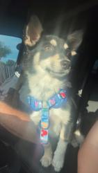 Found/Stray Female Dog last seen Skyline Dr, Fort Worth, TX 76114