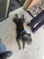 Found/Stray Male Dog last seen Marble Ave & Pennsylvania, Albuquerque, NM 87110