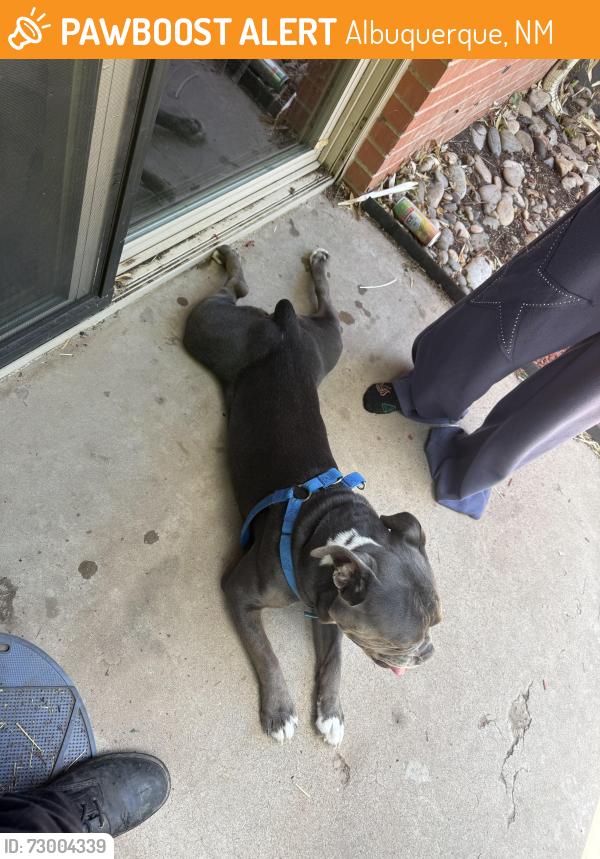 Found/Stray Male Dog last seen Marble Ave & Pennsylvania, Albuquerque, NM 87110