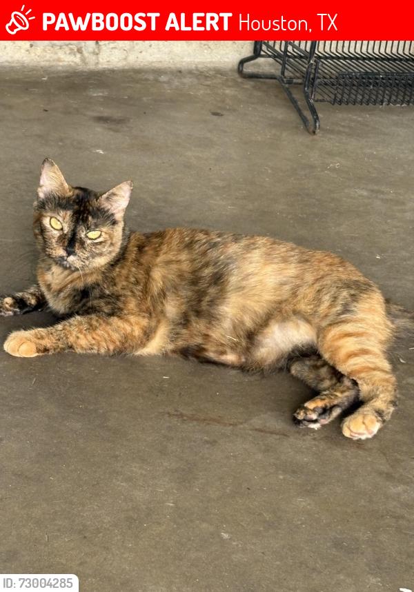 Lost Female Cat last seen Elton st and Bronson st by freeway manor park , Houston, TX 77034