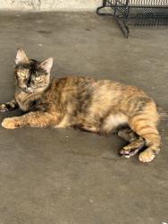 Lost Female Cat last seen Elton st and Bronson st by freeway manor park , Houston, TX 77034