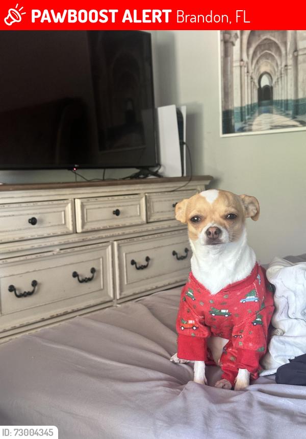 Lost Female Dog last seen Climate and kings , Brandon, FL 33511