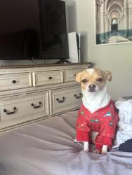 Lost Female Dog last seen Climate and kings , Brandon, FL 33511