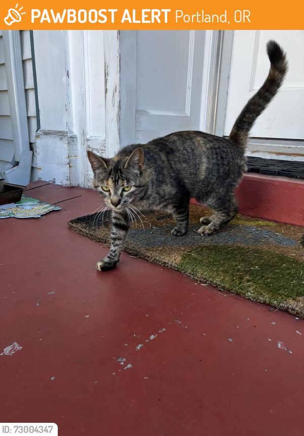 Found/Stray Female Cat last seen Glisan and 102nd, Portland, OR 97220