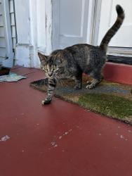 Found/Stray Female Cat last seen Glisan and 102nd, Portland, OR 97220