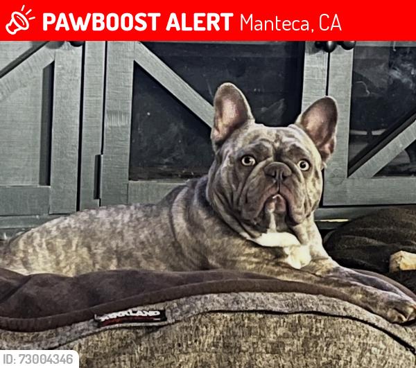 Lost Female Dog last seen St Francis Park Manteca, CA, Manteca, CA 95336