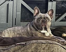 Lost Female Dog last seen St Francis Park Manteca, CA, Manteca, CA 95336