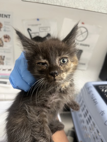 Shelter Stray Female Cat last seen , , CA, 1101 29th Ave, Oakland, CA 94601, USA