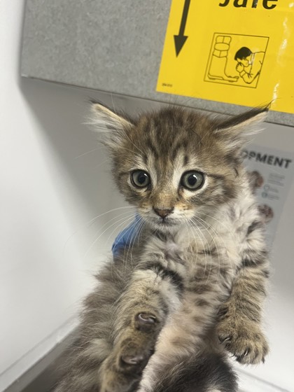 Shelter Stray Female Cat last seen , , CA, 1101 29th Ave, Oakland, CA 94601, USA