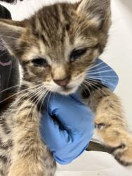 Shelter Stray Female Cat last seen , , CA, 1101 29th Ave, Oakland, CA 94601, USA