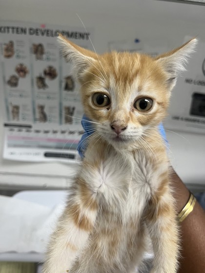 Shelter Stray Female Cat last seen , , CA, 1101 29th Ave, Oakland, CA 94601, USA