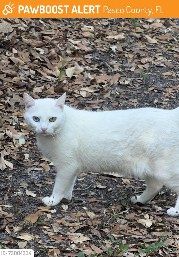 Found/Stray Female Cat last seen Sterlington dr Land O lakes, Pasco County, FL 34638
