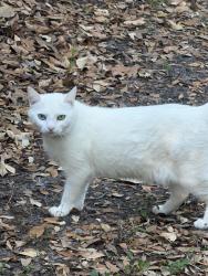 Found/Stray Female Cat last seen Sterlington dr Land O lakes, Pasco County, FL 34638