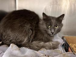 Shelter Stray Male Cat last seen Near E PALM VALLEY BLVD, Williamson County, TX, 1855 SE Inner Loop, Georgetown, TX 78626, USA