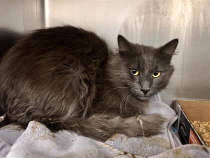 Shelter Stray Male Cat last seen Near E PALM VALLEY BLVD, Williamson County, TX, 1855 SE Inner Loop, Georgetown, TX 78626, USA