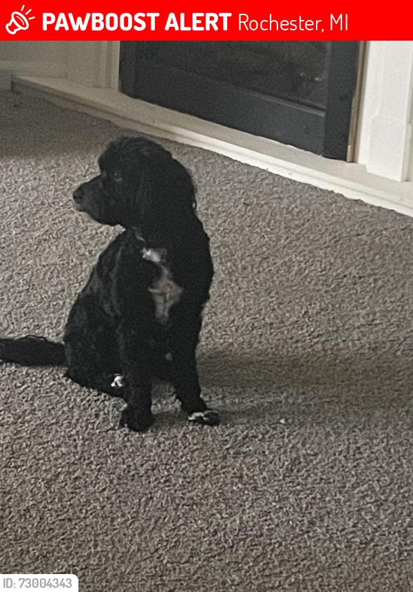 Lost Male Dog last seen Rochester Board of Education , Rochester, MI 48307