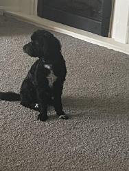 Lost Male Dog last seen Rochester Board of Education , Rochester, MI 48307