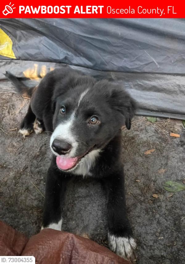 Lost Male Dog last seen Orange Brown road and 192, Osceola County, FL 34746