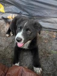 Lost Male Dog last seen Orange Brown road and 192, Osceola County, FL 34746