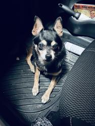 Found/Stray Male Dog last seen LeJune and Flagler, Miami, FL 33134