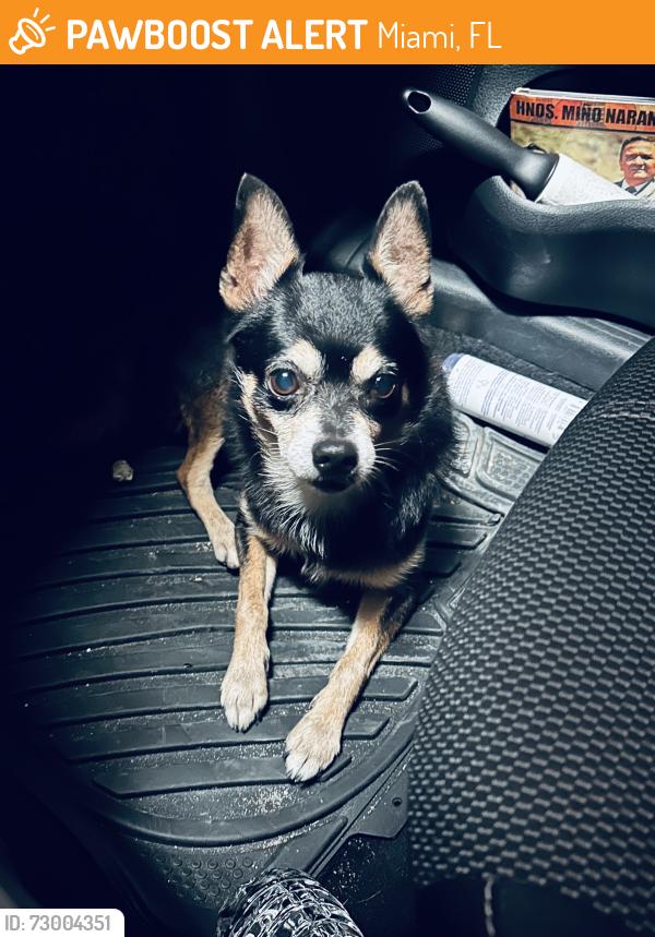 Found/Stray Male Dog last seen LeJune and Flagler, Miami, FL 33134