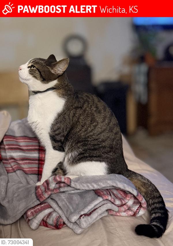 Lost Male Cat last seen W Third St N Wichita, KS and N Meridian Ave Wichita, KS, Wichita, KS 67203
