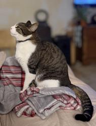Lost Male Cat last seen W Third St N Wichita, KS and N Meridian Ave Wichita, KS, Wichita, KS 67203