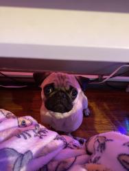 Lost Male Dog last seen Near NE Tenth St Oklahoma City, OK  73117 United States, Oklahoma City, OK 73117