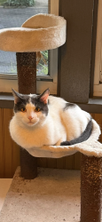 Lost Male Cat last seen Black rd & William St , Joliet, IL 60435