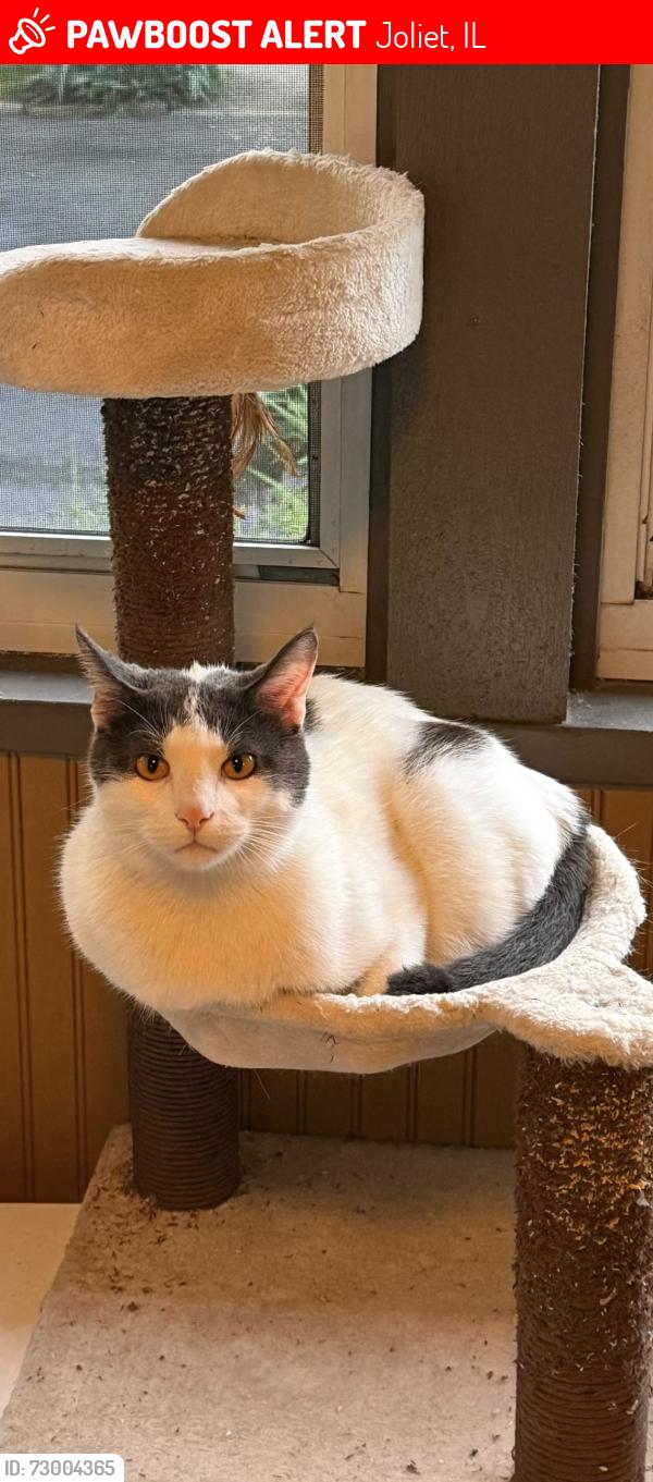 Lost Male Cat last seen Black rd & William St , Joliet, IL 60435