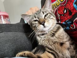 Lost Female Cat last seen North street , Elgin, IL 60120