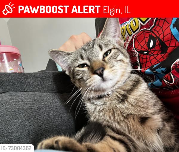 Lost Female Cat last seen North street , Elgin, IL 60120