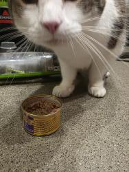 Reunited Male Cat last seen Near Robinson, Knoxville, TN 37923