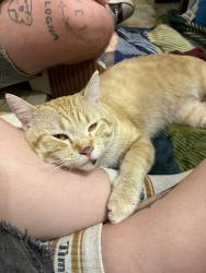 Found/Stray Male Cat last seen On SW 9th on bridge over river, Des Moines, IA 50315