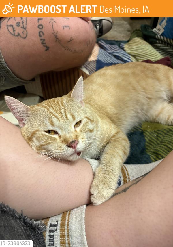 Found/Stray Male Cat last seen On SW 9th on bridge over river, Des Moines, IA 50315