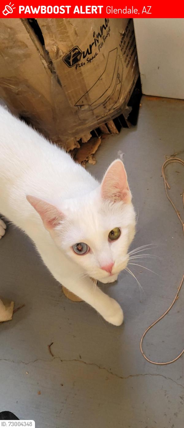 Lost Female Cat last seen 45th ave and glendale ave, Glendale, AZ 85301