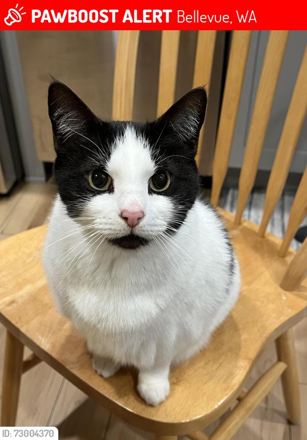 Lost Female Cat last seen 171st Pl NE, Bellevue, WA 98008