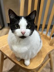Lost Female Cat last seen 171st Pl NE, Bellevue, WA 98008