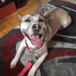 Reunited Male Dog last seen Yonge St. & Wedgewood, around Centre Park area, North York, Toronto, ON M2M 3W4