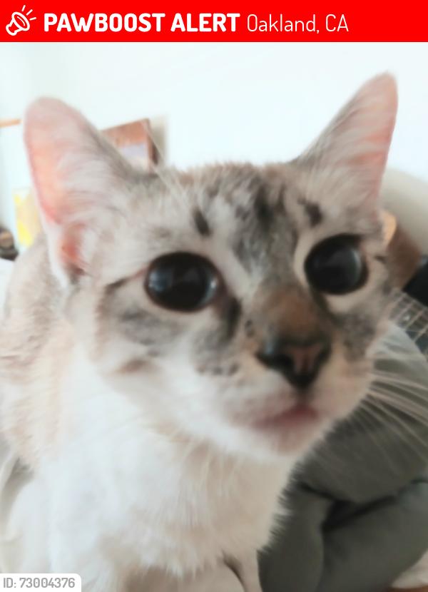 Lost Female Cat last seen 5th Ave x 18th St., Oakland, CA 94606