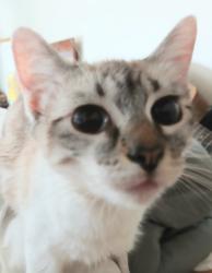 Lost Female Cat last seen 5th Ave x 18th St., Oakland, CA 94606