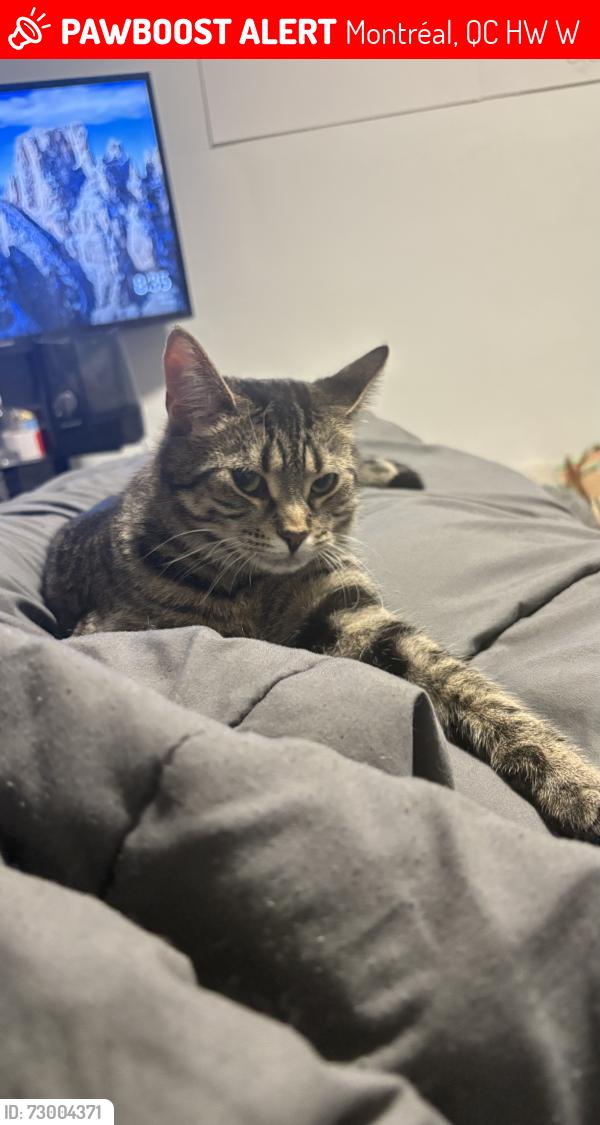 Lost Male Cat last seen Queen Mary, Victoria , la oratoire , right outside my window, the right side of the building queen mary , Montréal, QC H3W 1W9