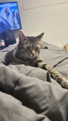 Lost Male Cat last seen Queen Mary, Victoria , la oratoire , right outside my window, the right side of the building queen mary , Montréal, QC H3W 1W9