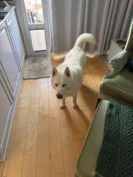 Reunited Male Dog last seen Wester ave, Torrance, CA 90501