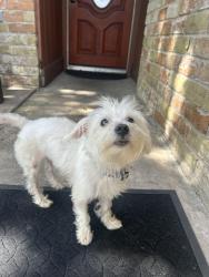 Lost Male Dog last seen crosshaven , Houston, TX 77015